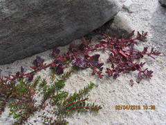 Oxybasis chenopodioides