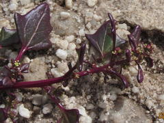 Oxybasis chenopodioides