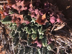 Huernia thuretii