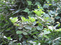 Diospyros rotundifolia