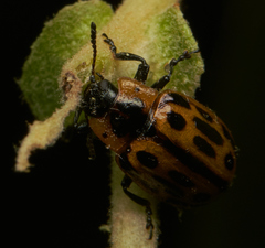 Chrysomela confluens