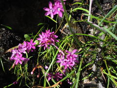 Thereianthus minutus