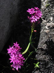 Thereianthus minutus