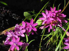 Thereianthus minutus