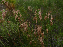 Thamnochortus fruticosus