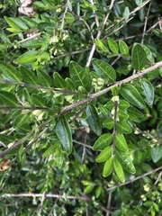 Lonicera ligustrina