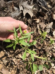 Ranunculus micranthus