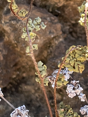 Myriopteris peninsularis insularis
