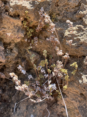 Myriopteris peninsularis insularis