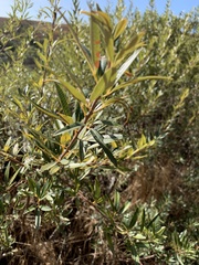Searsia angustifolia