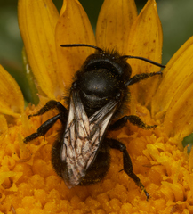 Cephalosmia