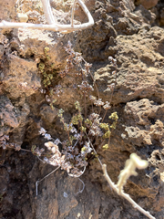 Myriopteris peninsularis insularis
