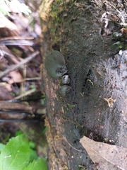 Fungi