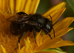 Cephalosmia