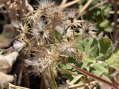 Brickellia peninsularis
