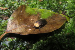 Abscondita cerata