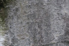 Pseudoschismatomma rufescens