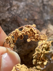 Myriopteris peninsularis insularis