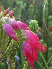 Erica monadelphia