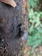 Fungi