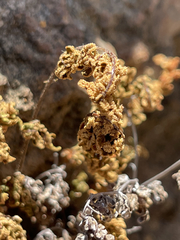 Myriopteris peninsularis insularis
