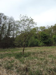 Karpatiosorbus latifolia