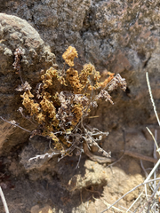Myriopteris peninsularis insularis