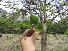 Karpatiosorbus latifolia