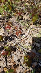 Magnoliopsida