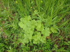 Ranunculus constantinopolitanus