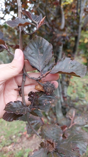 European beech