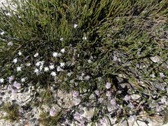 Sorocephalus lanatus