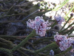 Sorocephalus lanatus