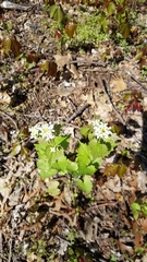 Alliaria petiolata