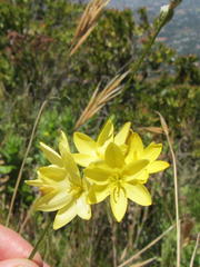 Ixia odorata