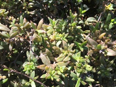 Delosperma uitenhagense