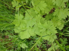 Ranunculus constantinopolitanus