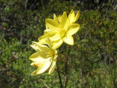 Ixia odorata