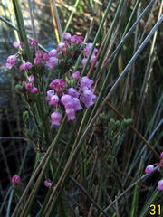 Erica pilulifera