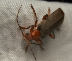 Pacificanthia consors