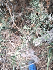 Haloxylon