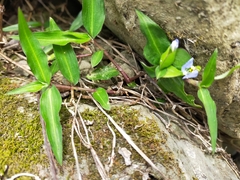Commelina auriculata