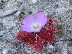 Drosera acaulis