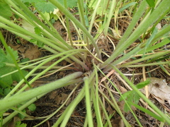 Ranunculus constantinopolitanus