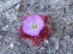 Drosera acaulis