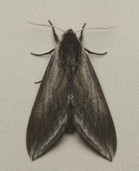Sphinx perelegans