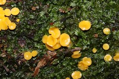 Phaeohelotium baileyanum