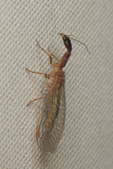 Raphidiidae