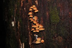 Gymnopilus eucalyptorum