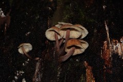 Gymnopilus eucalyptorum